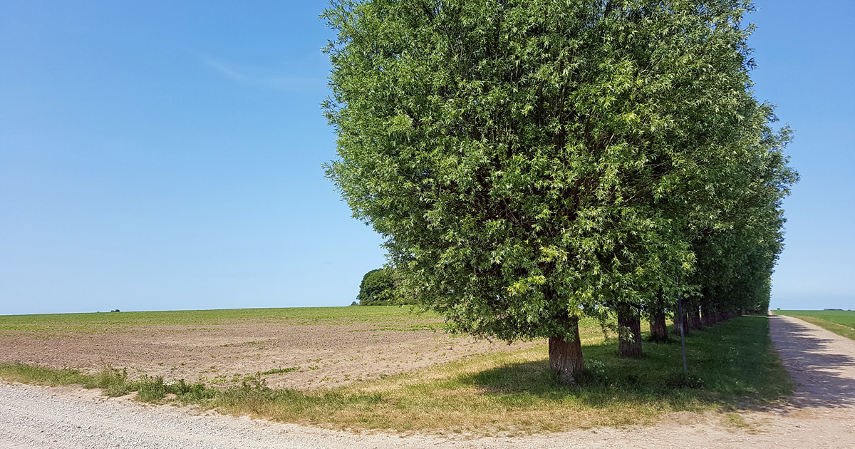 Skälshög north of Lund where the Danish camp was located south of the allé during the Battle of Lund