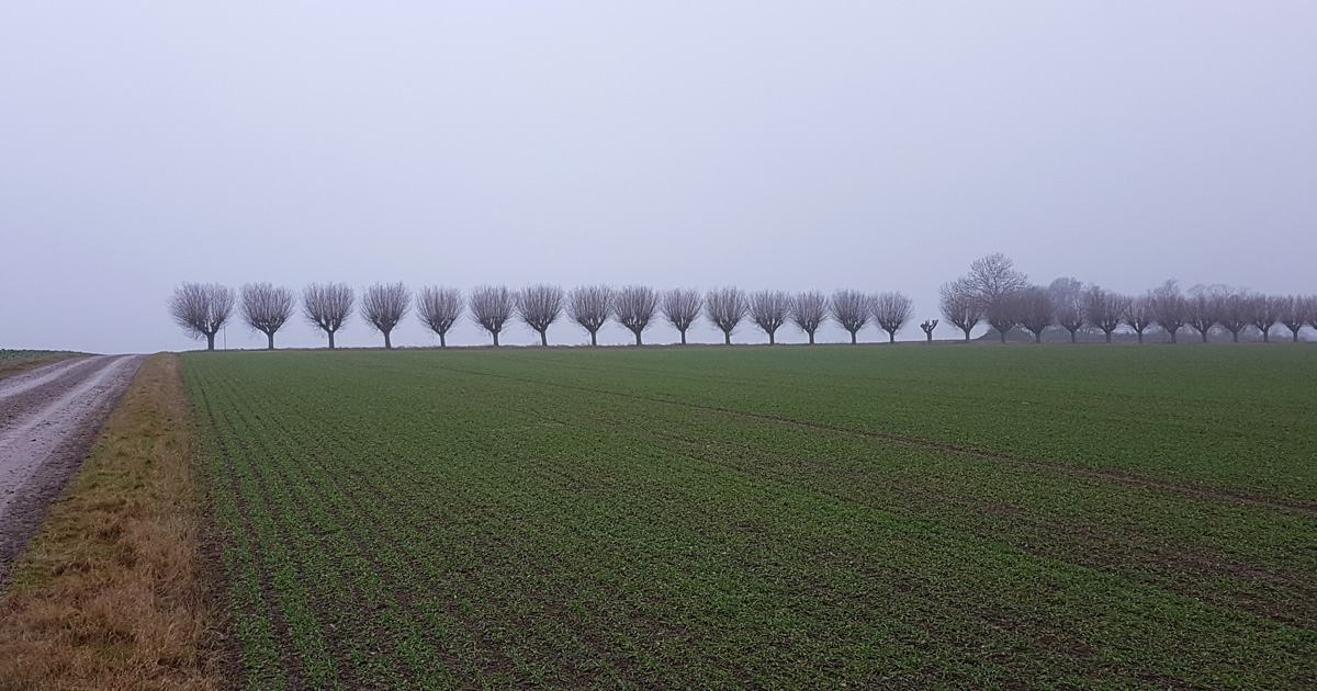 The beautiful allé at Skälshög, north of Lund, where the Danish camp was located during the Battle of Lund